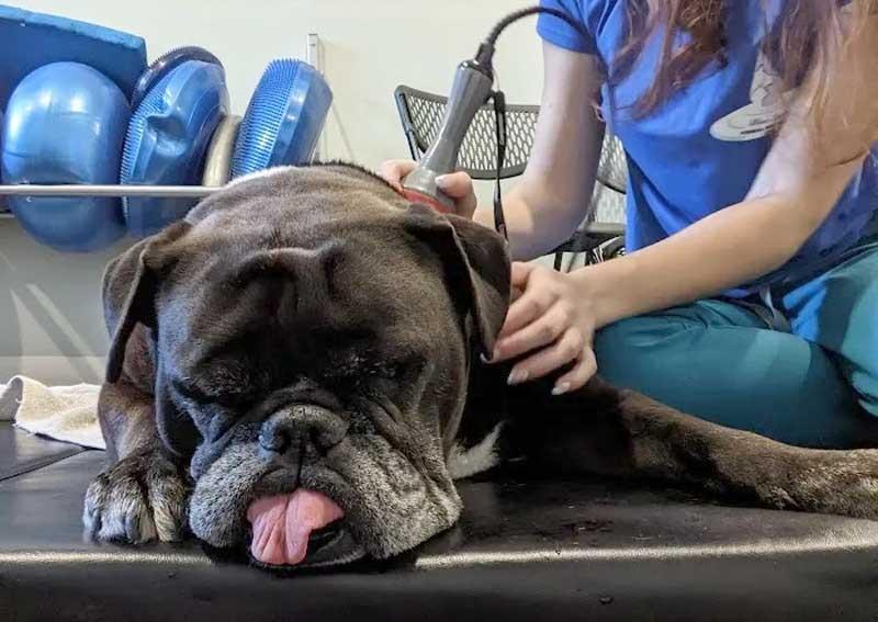 Carousel Slide 2: Pet laser therapy