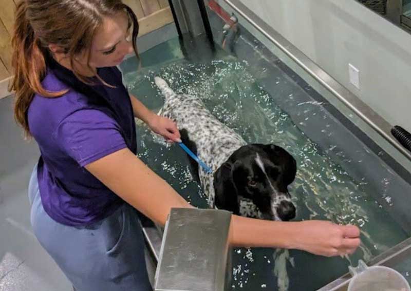 Carousel Slide 1: Underwater Treadmill Therapy