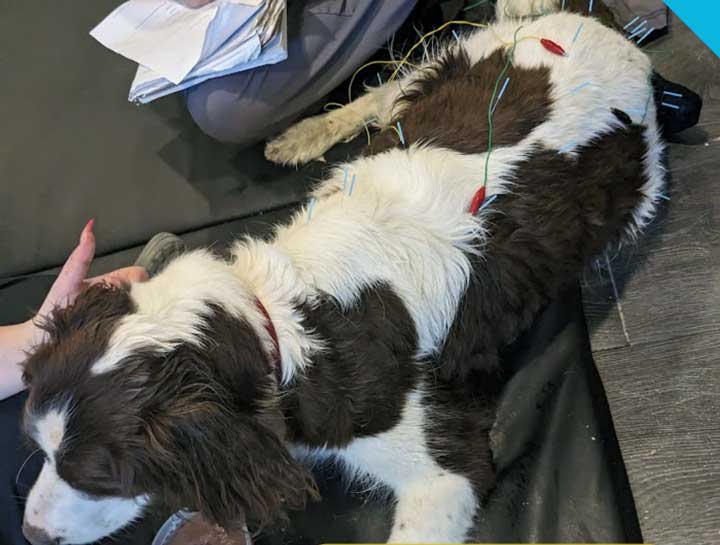 Dog getting acupuncture
