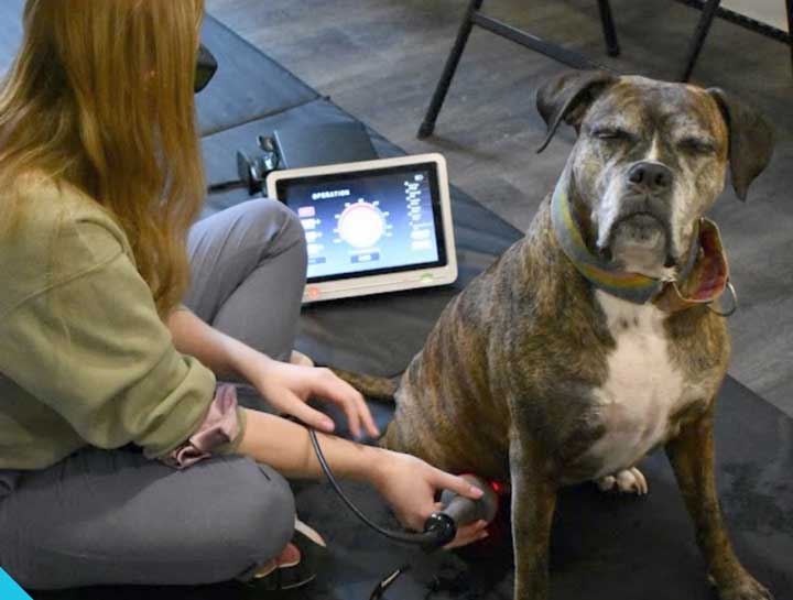 Dog getting laser therapy