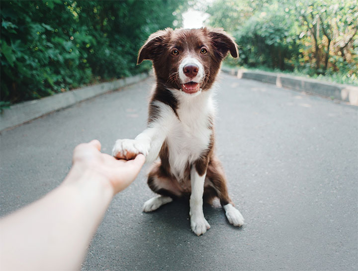 Dog giving his paw