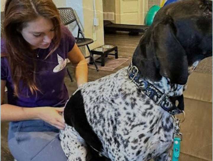 Spinal manipulation of a dog