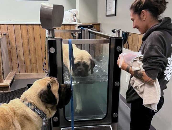 Dog on underwater treadmill